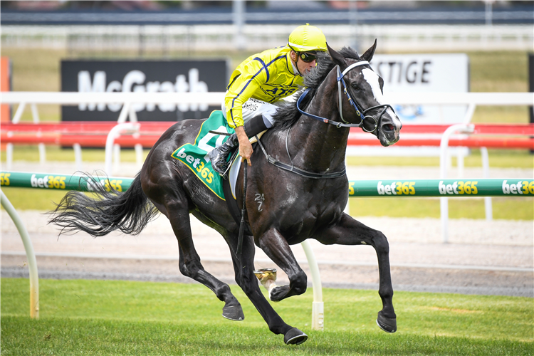 ADANDIMAN winning the Cheironhc.Com.Au Mdn Plate at Geelong in Australia.