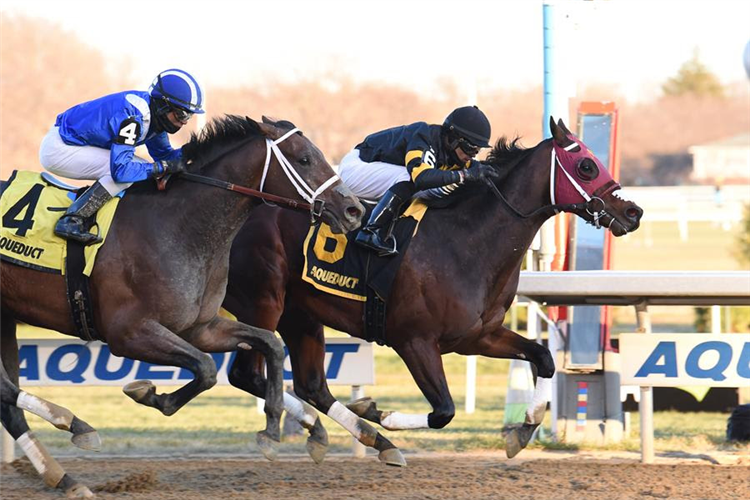 Ajaaweed(blue cap) chases home Shotski in the G2 Remsen