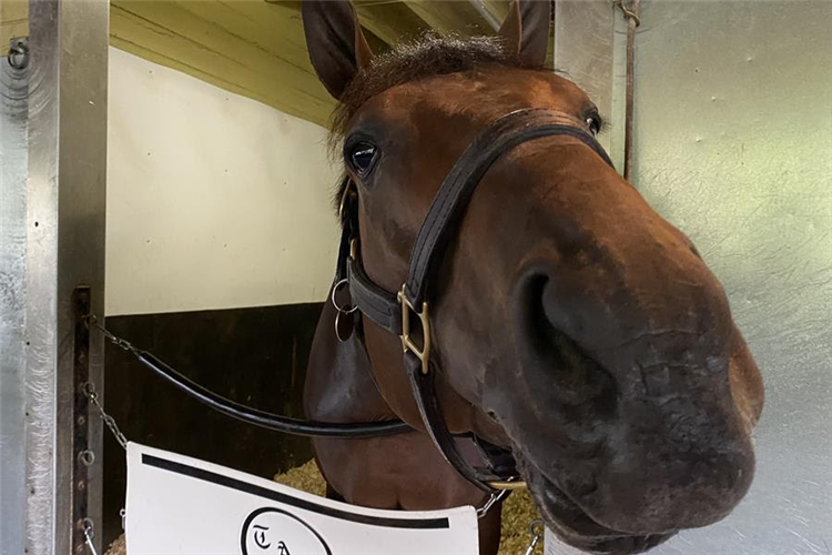 Ajaaweed in his Belmont stall