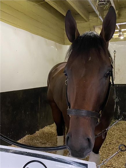 Ajaaweed in his Belmont stall