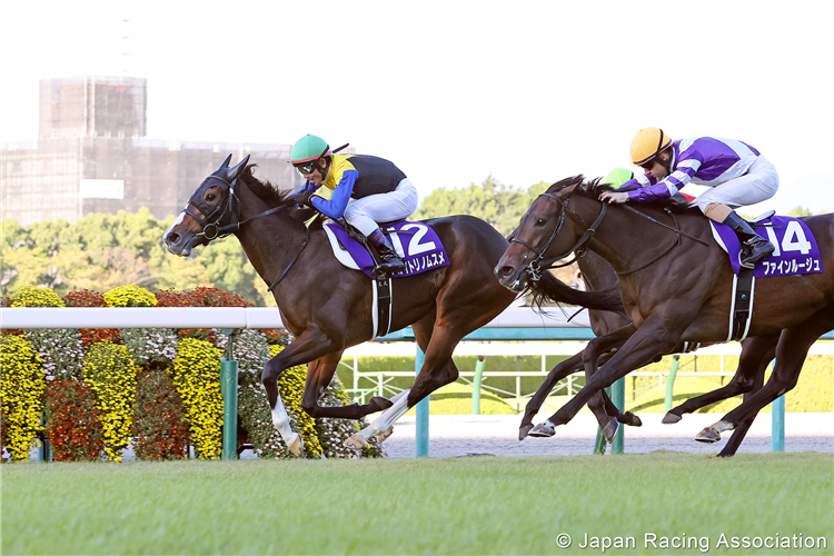 AKAITORINO MUSUME winning the Shuka Sho at Hanshin in Japan.