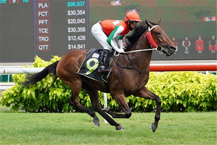 AMAZING BREEZE winning the BETTER THAN EVER 2012 STAKES KRANJI STAKES B
