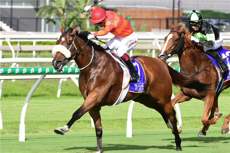 APACHE CHASE winning the Magic Millions Vo Rogue Plate