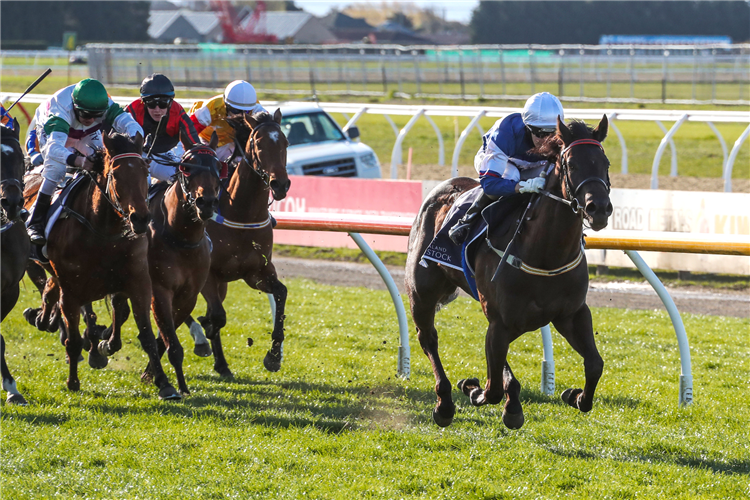 ART DE TRIOMPHE winning the N.Z B'stock Canterbury Belle