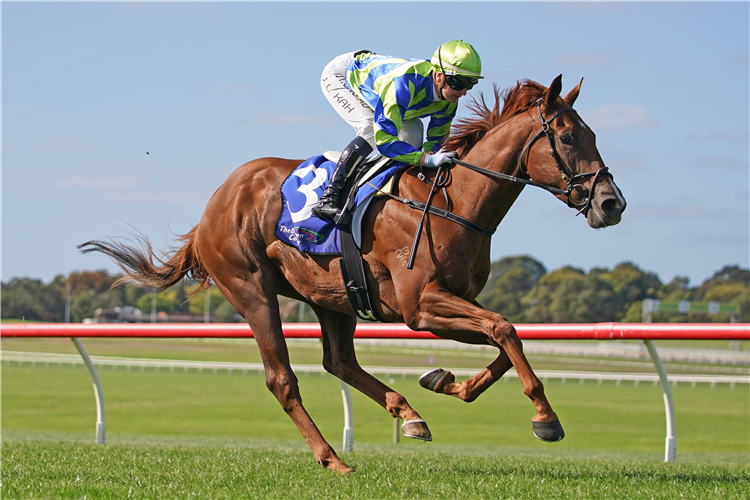 BEAU ROSSA winning the The Big Screen Company (Bm64) at Ladbrokes Park Hillside in Australia.