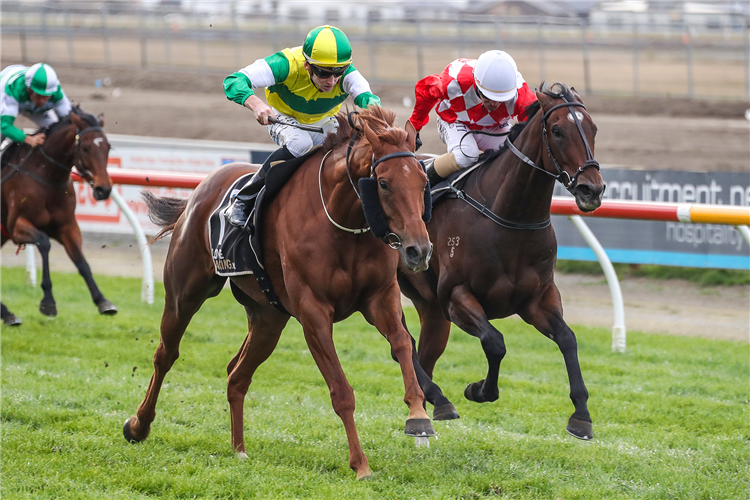 BEAUDEN winning the Coca-Cola Canterbury Gold Cup