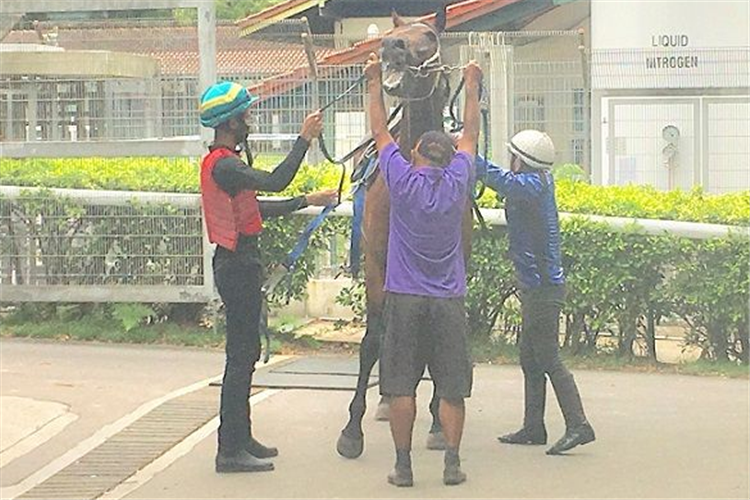Jockey Koh Teck Huat unsaddles newcomer Bizar Wins after his barrier trial on Thursday.