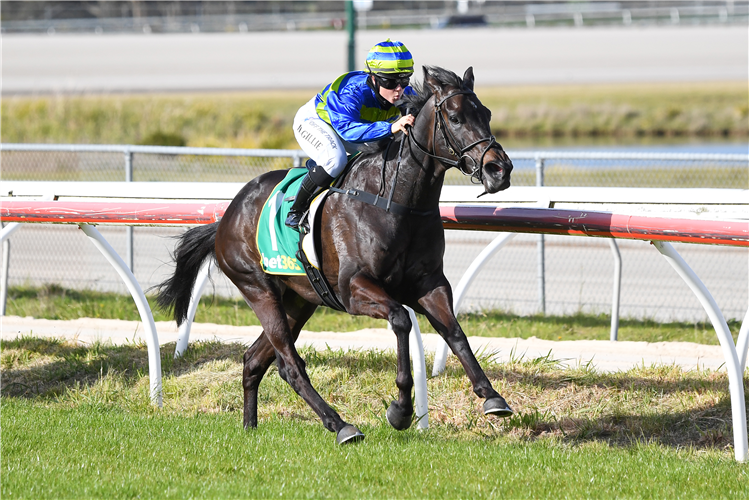 BROWNIE winning the RMBL Investments Rising Stars Race F&M BM58 Hcp in Kilmore, Australia.