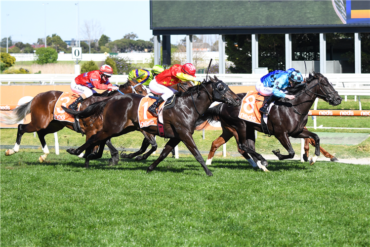 BRUCKNER winning the H.D.F. McNeil Stakes at Caulfield in Australia.