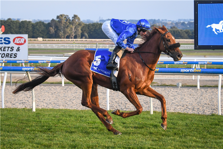 CAPRICORN RIDGE winning the Hygain Winners Choice Hcp (C1) at Ballarat in Australia.