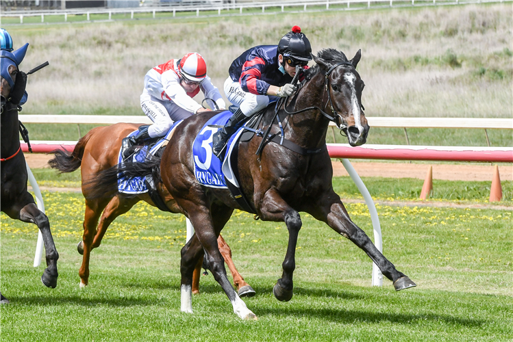 CORRETTO winning the Walkers Earthworks Mdn Plate