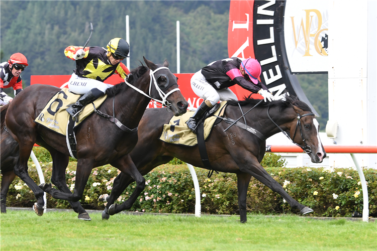 COVENTINA BAY winning the Wentwood Grange Cuddle Stakes