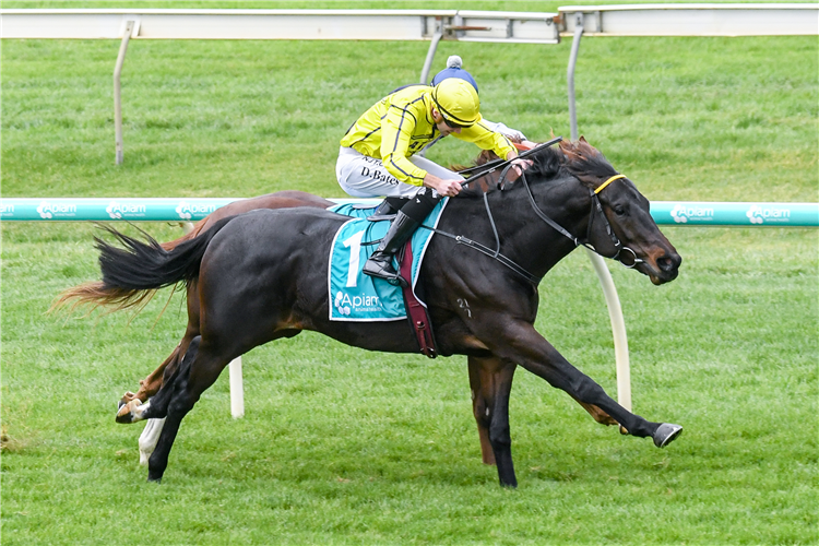 Crackerjack Prince Thoroughbred Horse Profile Next Race, Form, Stats