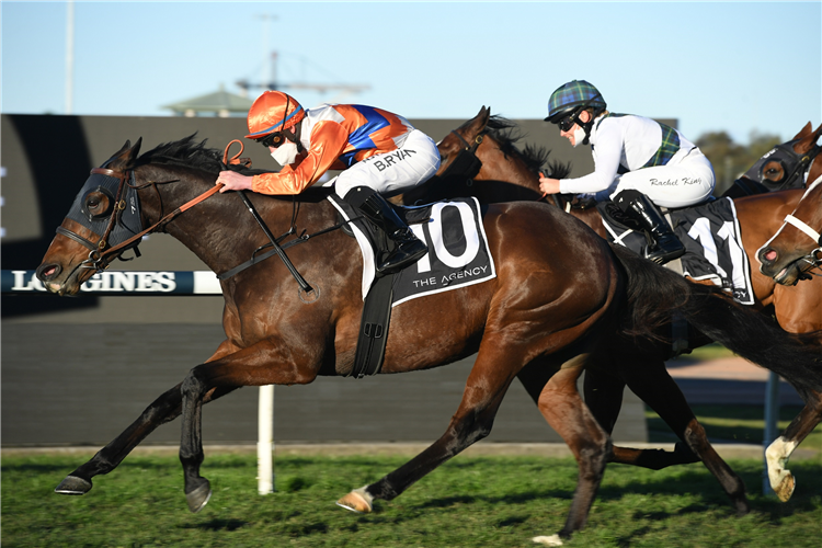 CUBAN ROYALE winning the The Agency Real Estate (Bm78) at Rosehill in Australia.