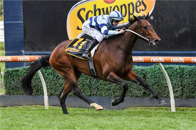 DAISIES winning the Ethereal Stakes at Caulfield in Australia.