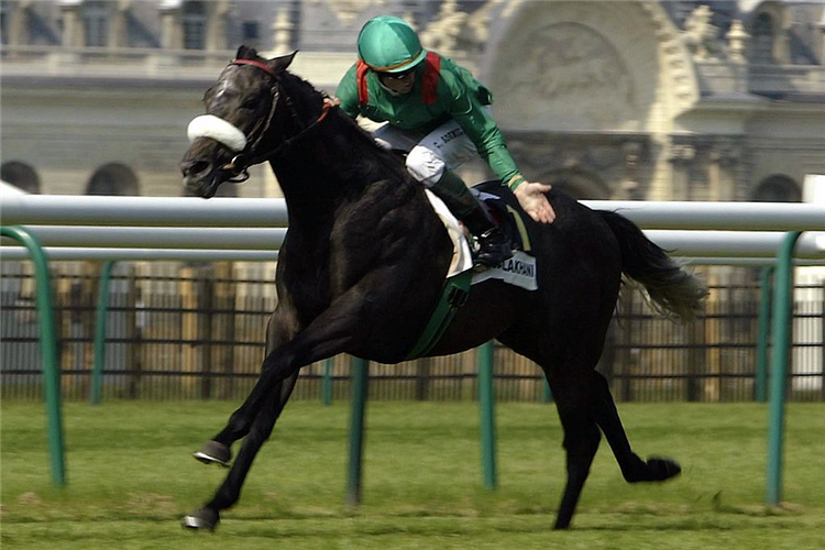 DALAKHANI winning the Prix Du Jockey Club at Chantilly in France.
