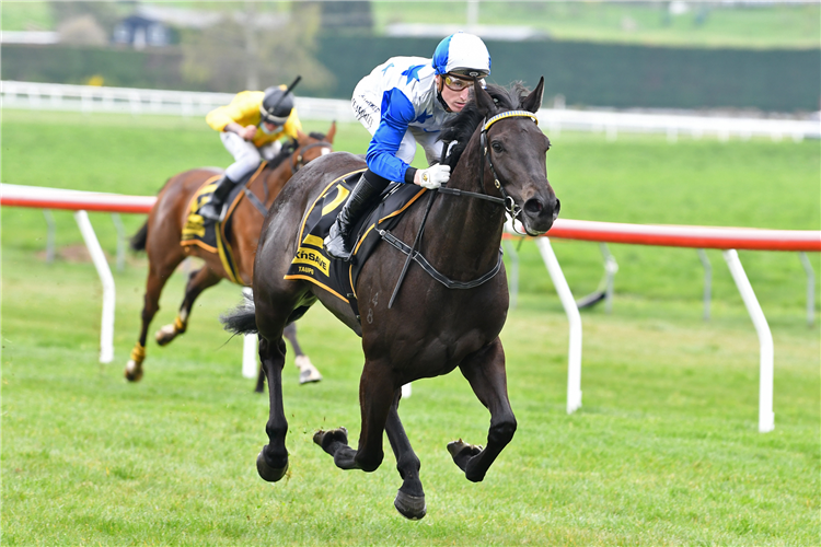 DARK DESTROYER winning the Taupo Cup Packages-30/12 Mdn