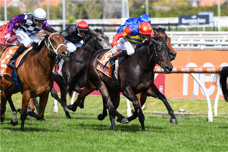 DIRTY THOUGHTS winning the Northwood Plume Stakes at Caulfield in Australia.