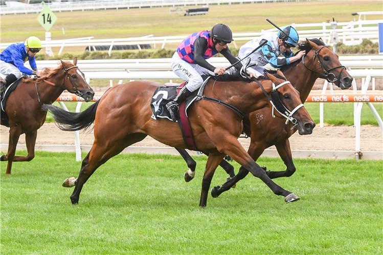 DOM TO SHOOT winning the Mornington Guineas at Mornington in Australia.