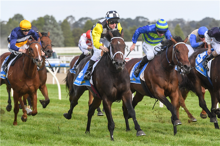 DOMINUS winning the Sportsbet Racing Live Hcp (C1) at Ballarat in Australia.