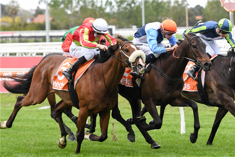 DUAIS winning the Neds Coongy Cup in Caulfield, Australia.