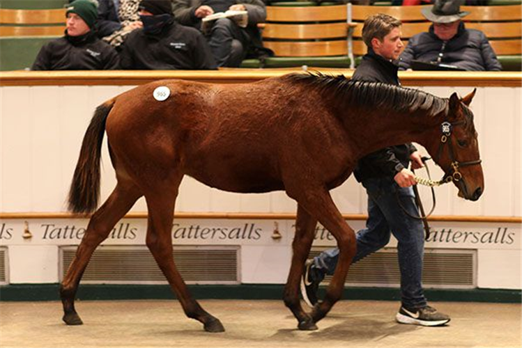 Dubawi - Madonna Dell'Orto colt