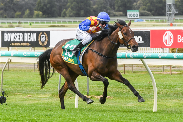 DUCHESS OF DORSET winning the Catanach's Jewellers BM64 Handicap in Bendigo, Australia.