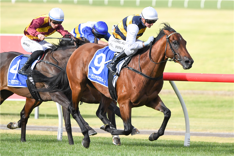 EAGLES CRAG winning the Tile Importer Handicap at Ladbrokes Park Lakeside in Springvale, Australia.