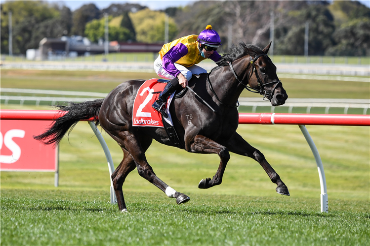 ELEPHANT winning the Sandown Stakes at Sandown in Australia.