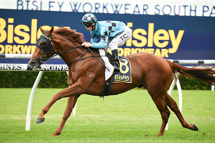 ELLSBERG winning the Bisley Workwear South Pacific