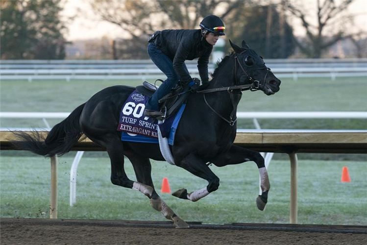 Extravagant Kid breezing for the Breeders' Cup Turf Sprint