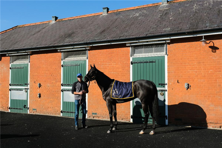 Extravagant Kid at Abington Place Stables