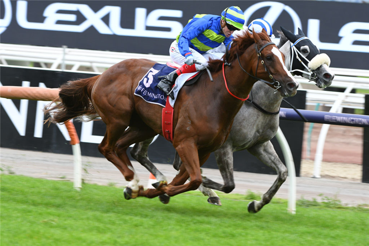 FUNDRAISER winning the Australian Trainers Assoc. Plate at Flemington in Australia.