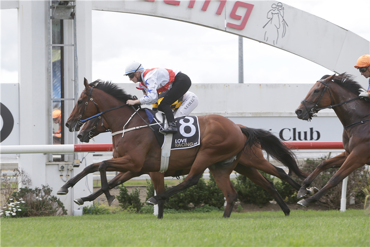 Germanicus trialling at Pukekohe on Thursday.