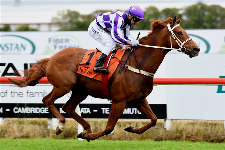 GOLD WATCH winning the Super Seth @ Waikato Stud-Bm74