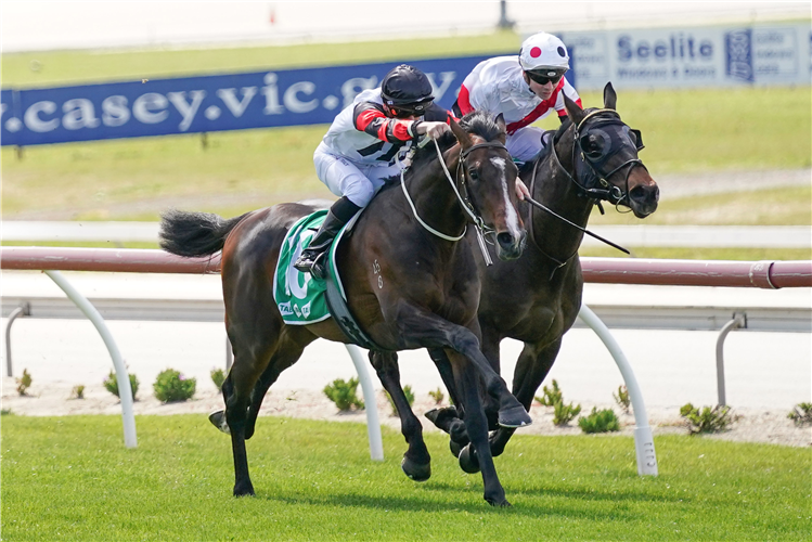 GUNSTOCK winning the Tab Cranbourne Cup 13/11 Mdn at Cranbourne in Australia.