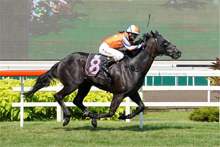 HADEER winning the CHASE ME 2012 STAKES CLASS 4