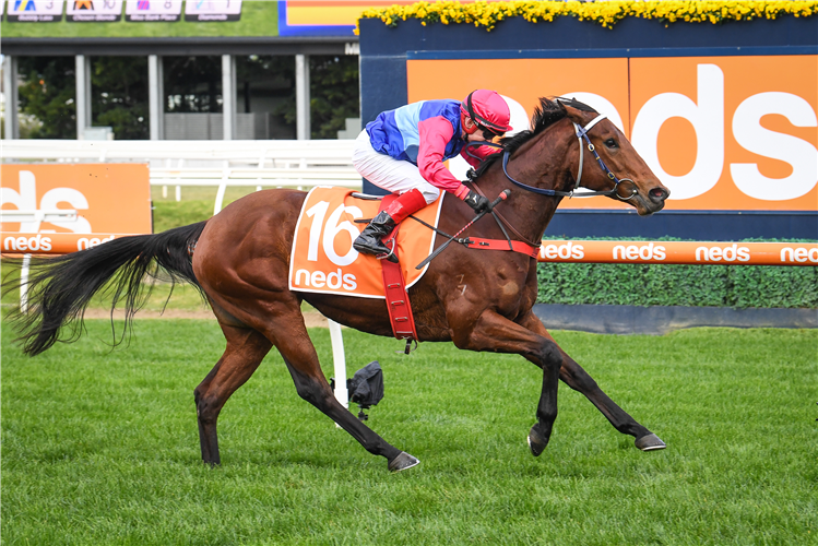 HAI SUN winning the Neds Protest Payout Hcp at Caulfield in Australia.