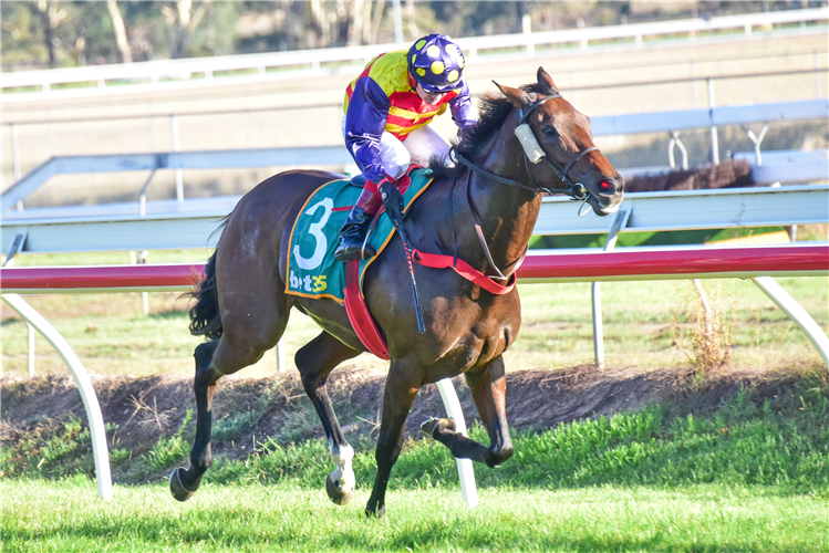 HARD 'N' TOUGH winning the S McGregor Stawell Gold Cup at Stawell in Australia.