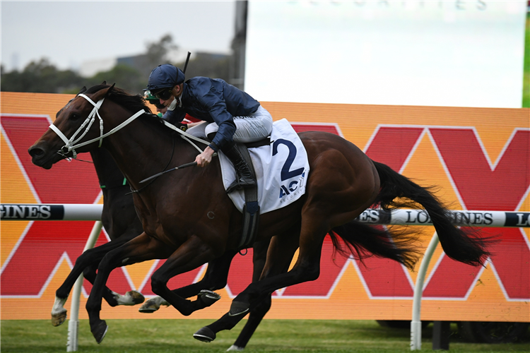 HEAD OF STATE winning the Gloaming Stakes at Rosehill in Australia.