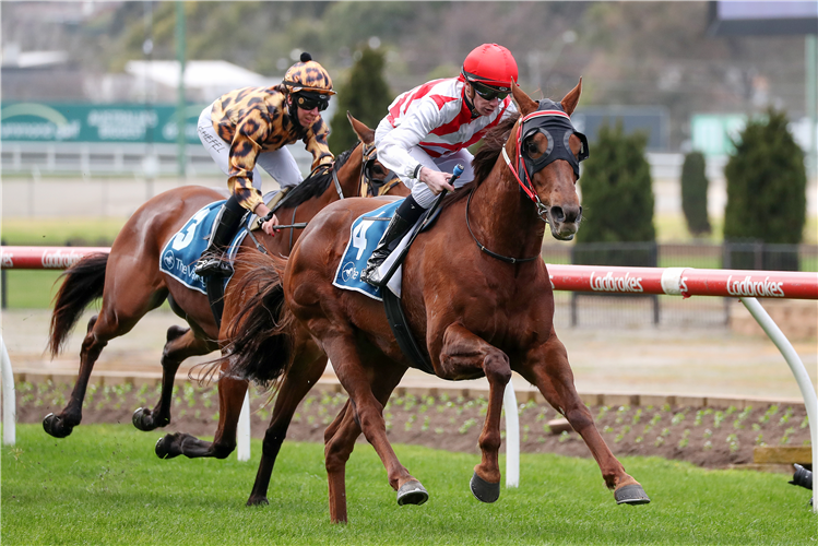 HI STRANGER winning the Brompton Hcp at Moonee Valley in Australia.