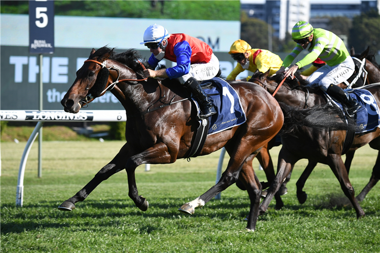 HILAL winning the Bondi Stakes at Randwick in Australia.