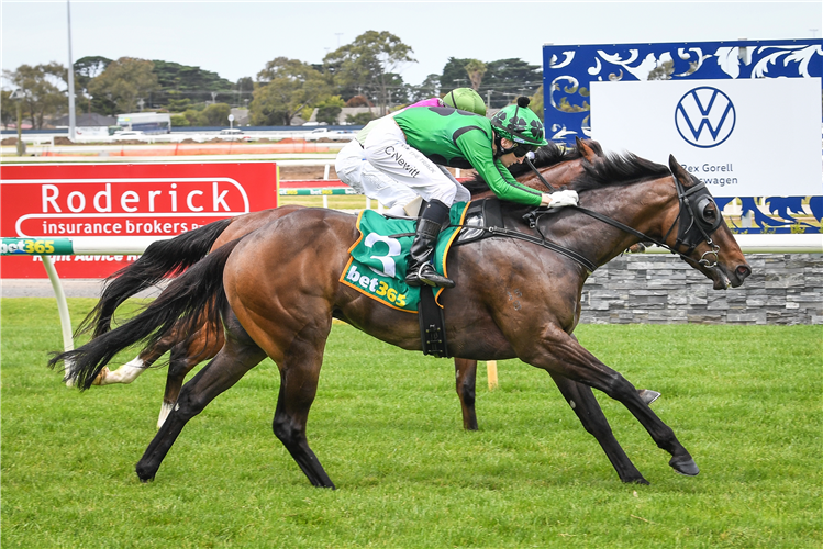 I AM WAR  winning the DMB Contracting Maiden Plate in Geelong, Australia. 