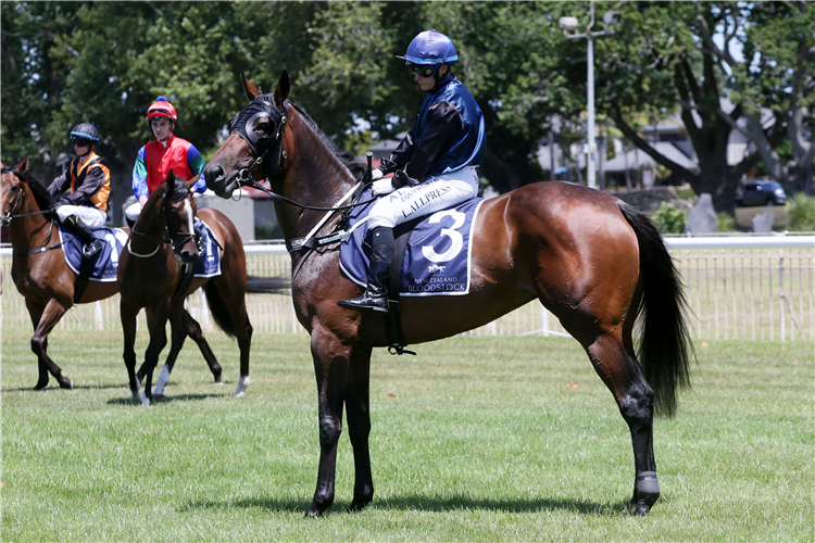 Il Affare parades before the start of the Gr.2 Royal Stakes (2000m) at Ellerslie