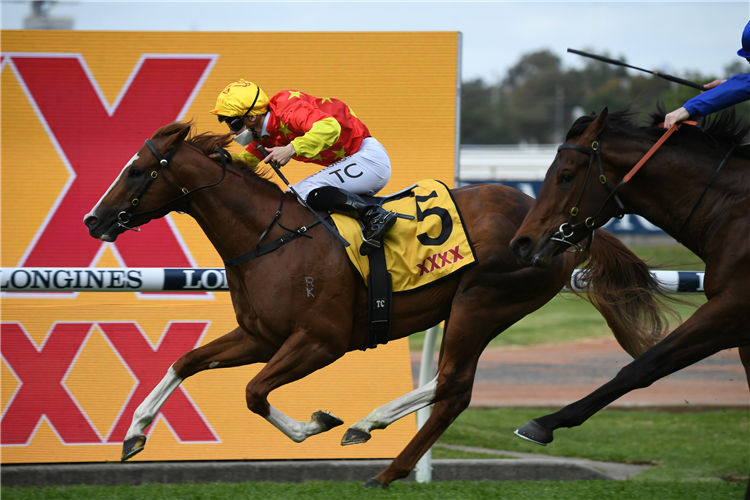 IN THE CONGO winning the XXXX Golden Rose at Rosehill in Australia.