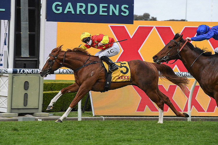 IN THE CONGO winning the XXXX Golden Rose