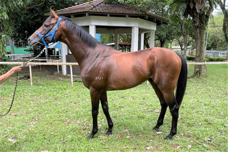 Unbeaten South African import Katak takes in his new surroundings at Kranji