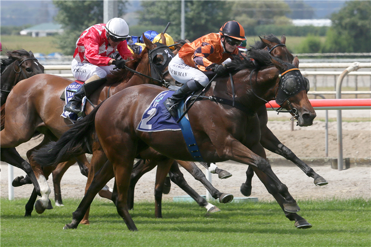 Katie Perrie will contest the Gr.3 Staphanos Classic (1950m) at Rotorua on Sunday.