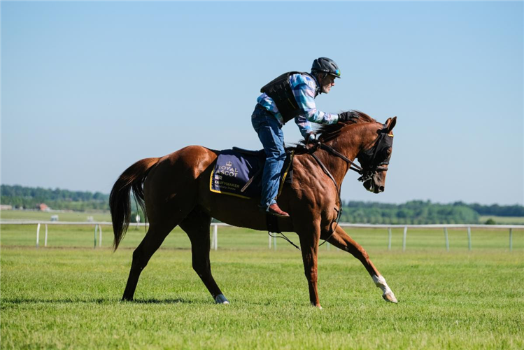 Kaufymaker exercising in Newmarket
