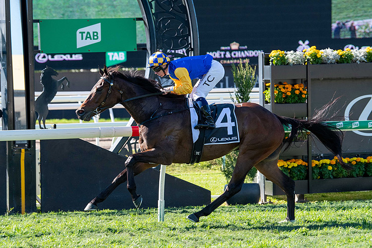 KNIGHTS ORDER winning the Lexus Brisbane Cup